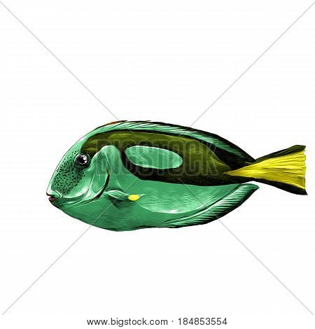 fish Acanthur green sketch vector graphics color picture