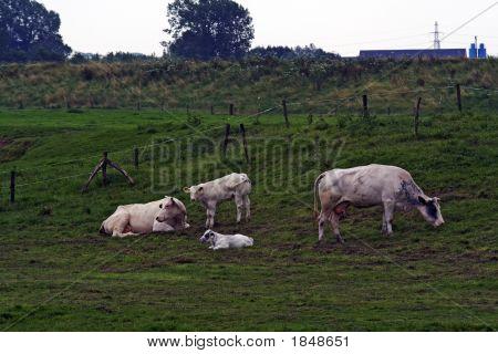 Beef Cattle With Calves