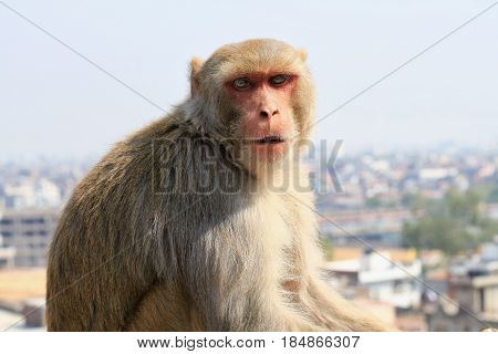 Bonnet macaque monkeys sitting on the wall. India Rajasthan Jaipur indian monkeys taken in Galata