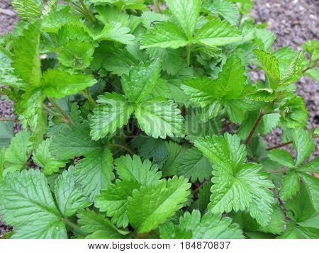False strawberry, Duchesnea indica, in garden in spring
