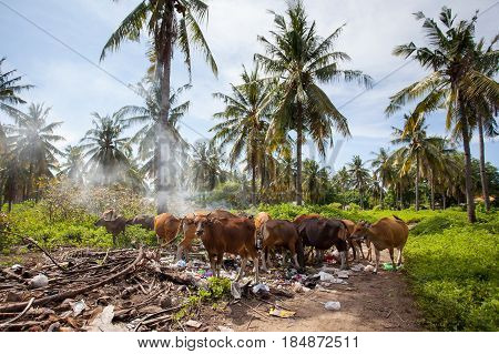 Cows eat food at the dump on the background of palm trees