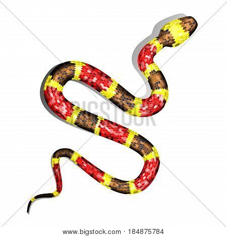Vector 3d Illustration of Coral Snake or Micrurus Isolated on White Background. Serpent with Red Brown and Yellow Stripes