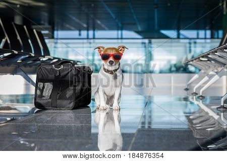 Dog In Airport Terminal On Vacation