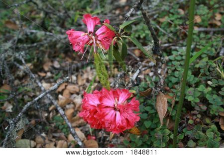 Flowerbhutan