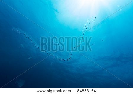 Plankton The Travler Of The Sea