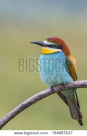 Bee eater, colorful bird belonging to the Meropidae family. It is also called merope.