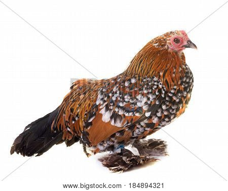 Dutch Booted Bantam in front of white background