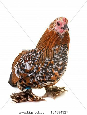 Dutch Booted Bantam in front of white background