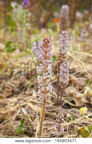 Flora Of Gran Canaria - Orobanche Ramosa