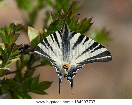 Scarce Swallowtail (Iphiclides podalirius) in natural habitat in spring