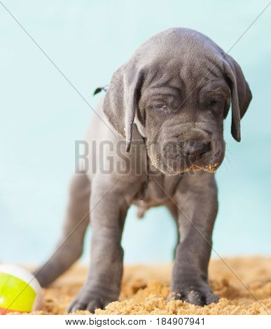 Lots of wrinklles in the face of a purebred Great Dane puppy