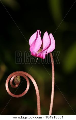 Wild flower cyclamen and spiral shape bourgeon