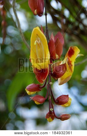 acanthaceae creeper orchid flower hanging upside down