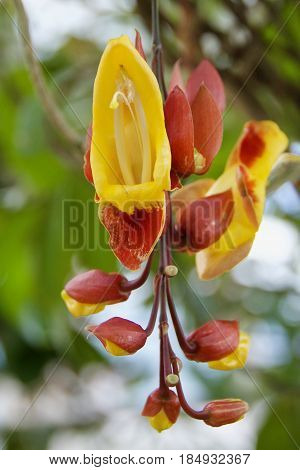 upside down creeper acanthaceae orchid hanging flower
