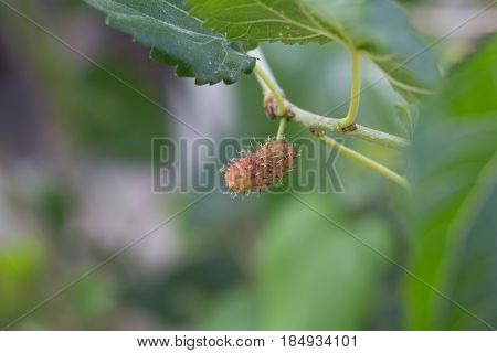 black Mulberry fruit on the branch. fresh organic mulberry fruit. black ripe and red unripe mulberries on the branch.