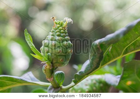 Morinda citrifolia fruit on tree. English common names are great morinda noni and cheese fruit.