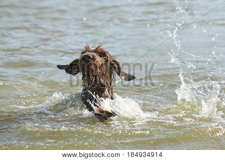 Italian Wire-haired Pointing Dog In The Water