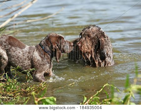 Italian Wire-haired Pointing Dog Puppy With Its Mother