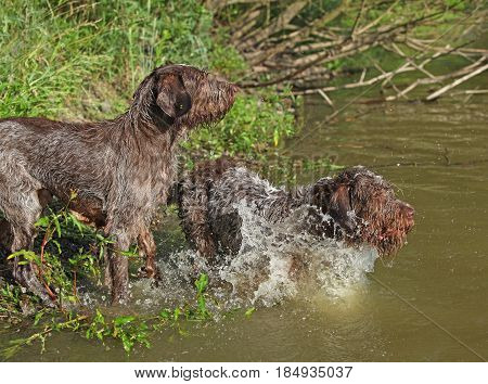 Italian Wire-haired Pointing Dog In Summer
