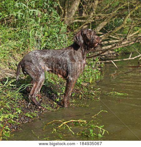 Italian Wire-haired Pointing Dog In Summer