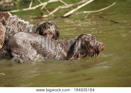 Italian Wire-haired Pointing Dog In Summer