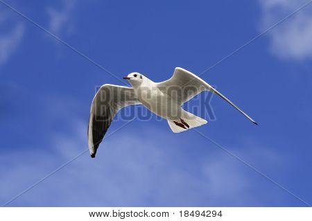 Hvid fugl skyhøje i den blå himmel med pletter af skyen.