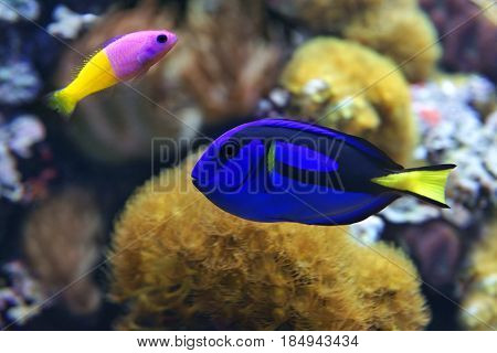 Blue tang (Paracanthurus hepatus) a number of common names are attributed to the species including Palette surgeonfish Regal tang and Bicolor Dottyback (Pictichromis paccagnella)