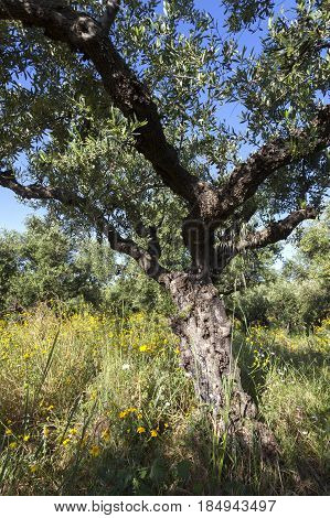 colorful yellow and purple flowers between olive trees in spring on greek peloponnese near stoupa on Mani