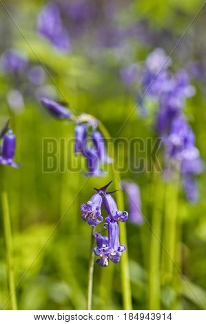 Belgium Vlaanderen (Flanders) Halle. Macro photo of Bluebell flowers (Hyacinthoides non-scripta) carpet hardwood beech forest in early spring in the Hallerbos forest.