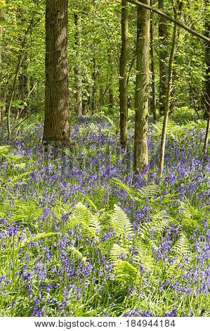 Belgium Vlaanderen (Flanders) Halle. Bluebell flowers (Hyacinthoides non-scripta) carpet hardwood beech forest in early spring in the Hallerbos forest.