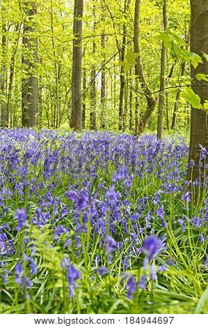 Belgium Vlaanderen (Flanders) Halle. Bluebell flowers (Hyacinthoides non-scripta) carpet hardwood beech forest in early spring in the Hallerbos forest.