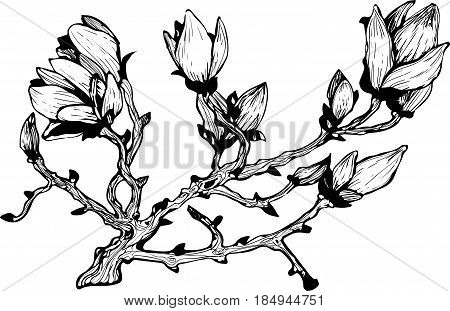 magnoly brunch with flowers and buttons vector clipart
