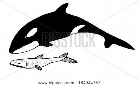black whale and white shark vector clipart