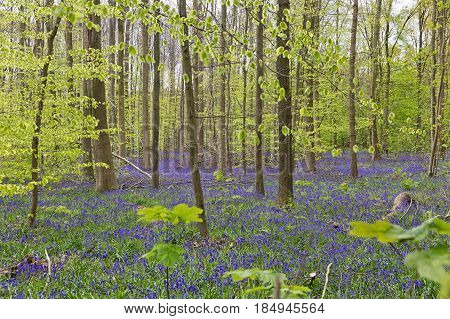 Belgium Vlaanderen (Flanders) Halle. Bluebell flowers (Hyacinthoides non-scripta) carpet hardwood beech forest in early spring in the Hallerbos forest.