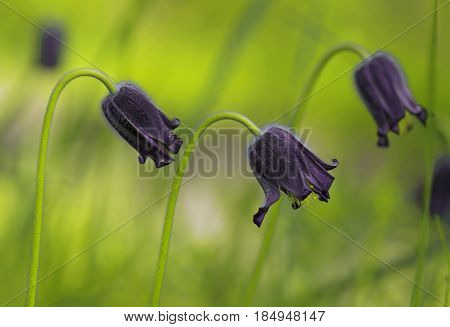 Flower of the pasque flower Pulsatilla montana.
