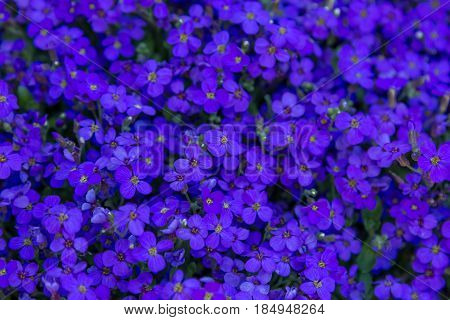 Texture Of Forget Me Nots (myosotis Scorpioides) With Blue Flowers.