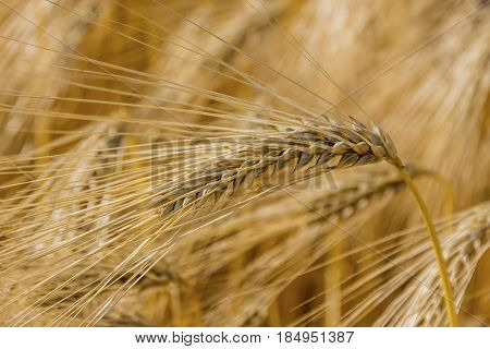 barley field before harvest