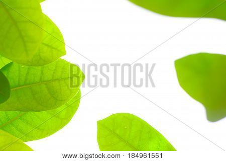 Green leaf on white background for texture.