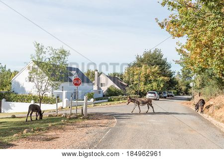 GREYTON SOUTH AFRICA - MARCH 27 2017: A street scene with houses and donkeys in Greyton a small town in the Western Cape Province of South Africa