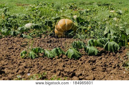 Cultivation of pumpkin on plantation in the open air