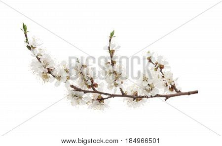 Apricot Flowers Isolated On White. Without Shadow