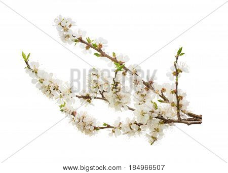 Apricot Flowers Isolated On White. Without Shadow