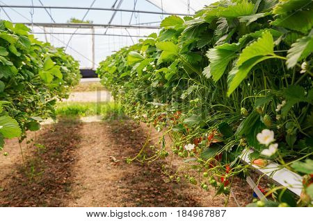Inside View On Strawberry Plant On Greenhouse