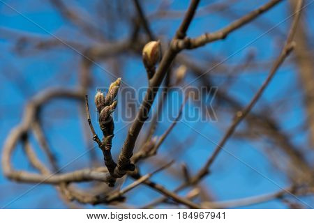 Blossoming buds on lime tree branches in the park