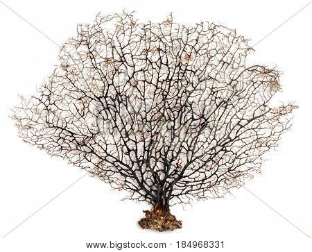 sea fan coral