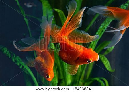 Goldfish aquarium a fish on the background of aquatic plants