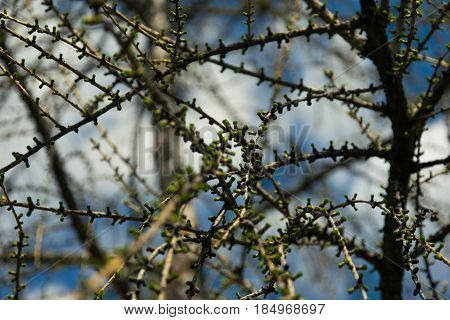 Kidneys on larch branches against the sky