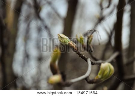 Blossoming buds on lime tree branches in the park