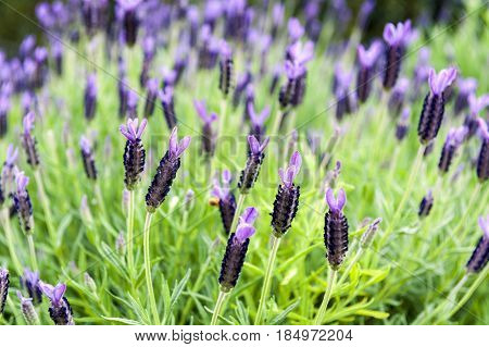 Purple Monet Dentate Lavender During Its Blossom In Garden