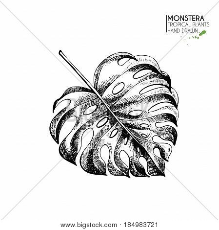 Vecotr hand drawn tropical plant icons. Exotic engraved leaves and flowers. Isoalated on white. Monstera deliciosa palm leaf. Vintage style illustration. Use for exotic beach, wedding, partty